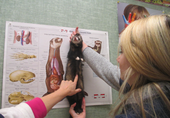 An image of a student holding a ferret against an anatomy drawing on the wall of a ferret.